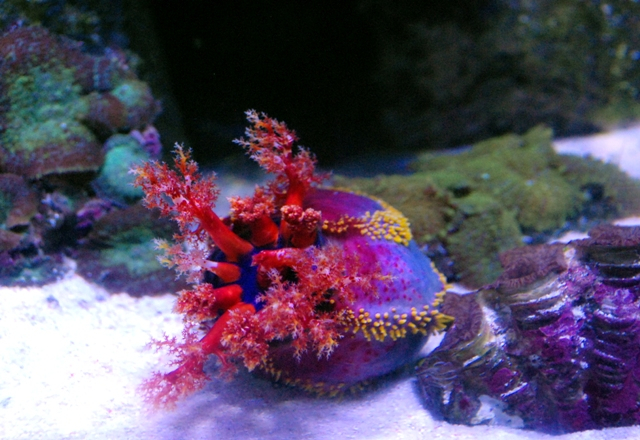 Океанариум(г.Киев)