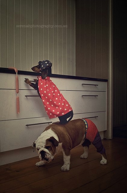 Креатив с учатием животных.