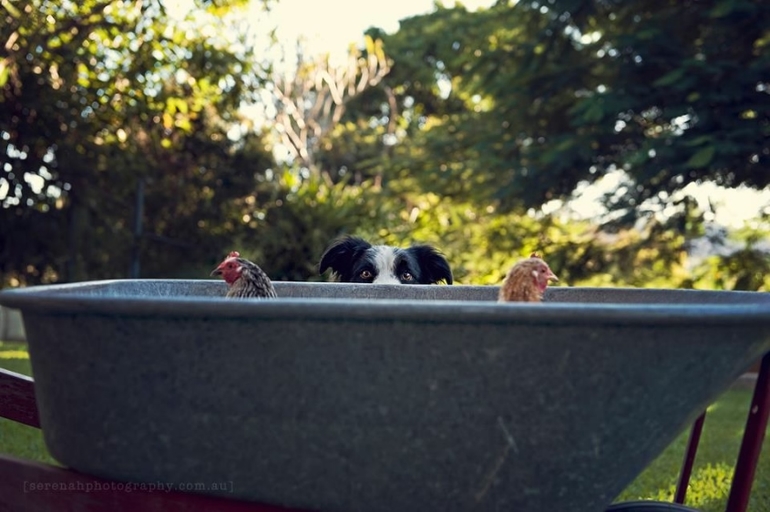 Креатив с учатием животных.