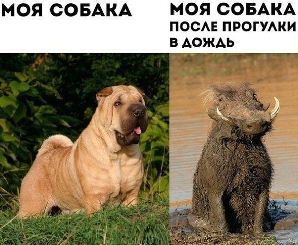 От улыбки, станет всем светлей...:)