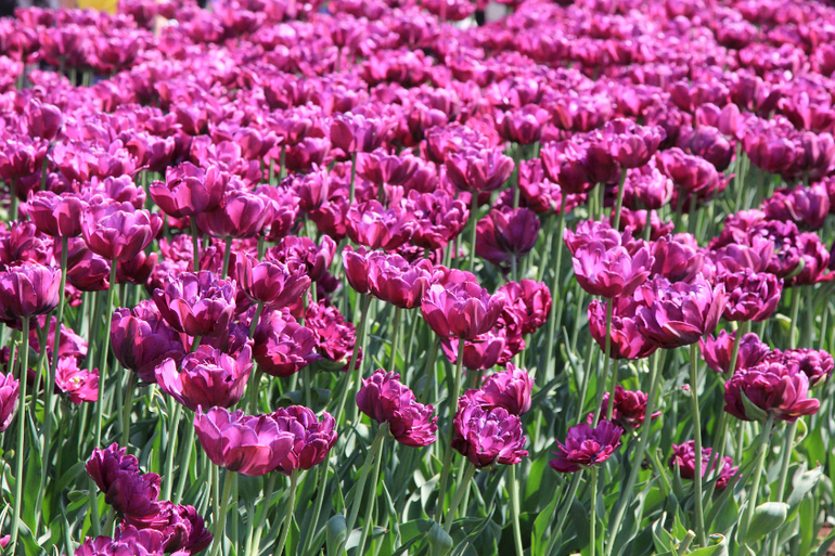 Парад мыльных пузырей - Dreamflash 2014