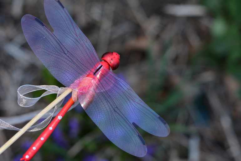 Фиалочка и стрекозка :)
