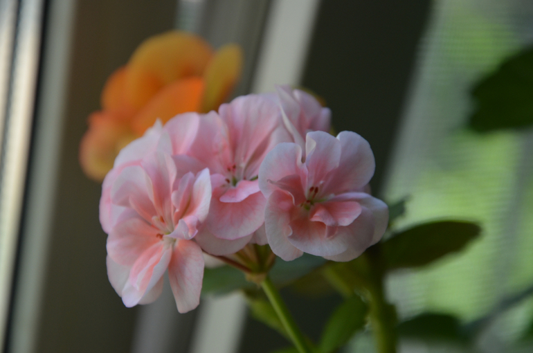 Колокольчики мои...