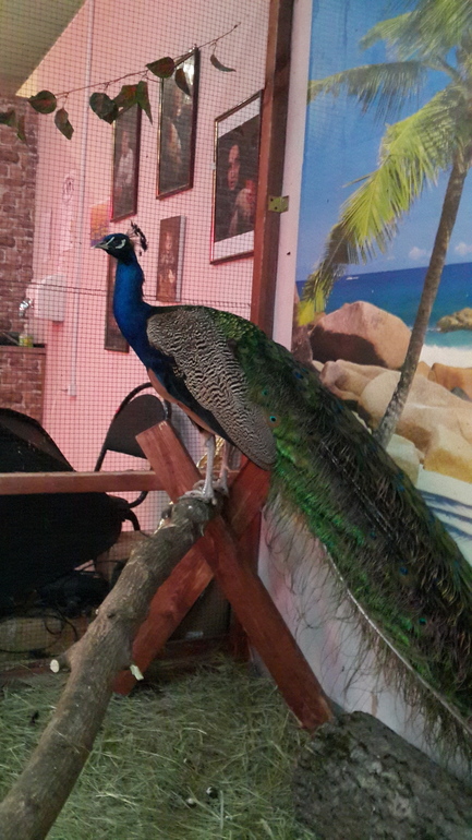 Контактный зоопарк (много фоток)