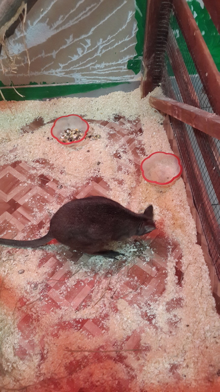 Контактный зоопарк (много фоток)