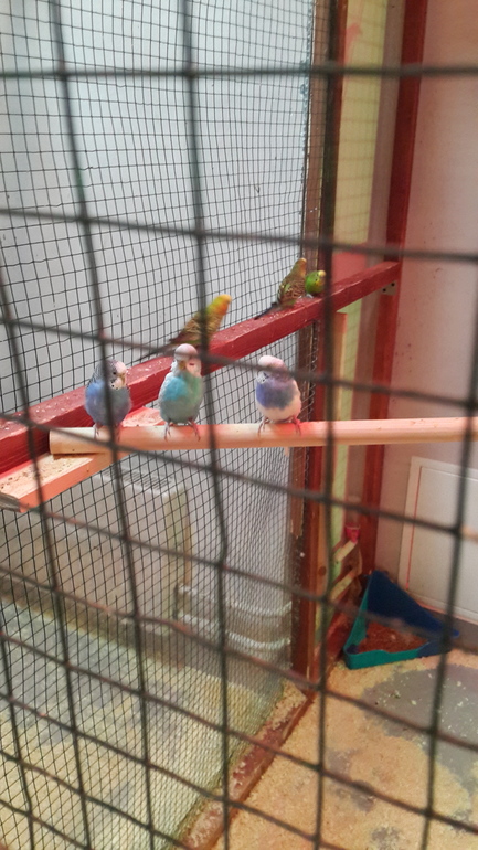 Контактный зоопарк (много фоток)