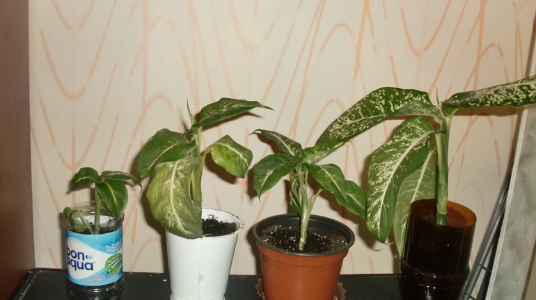 Продам диффенбахию.