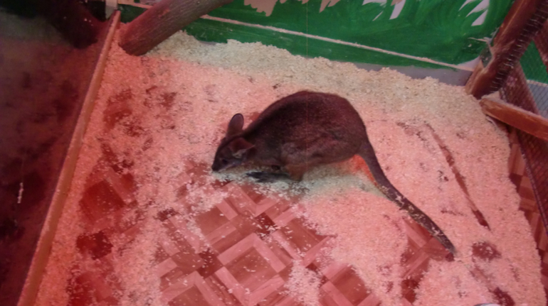 Контактный зоопарк на Тушинской (2г 5 мес)