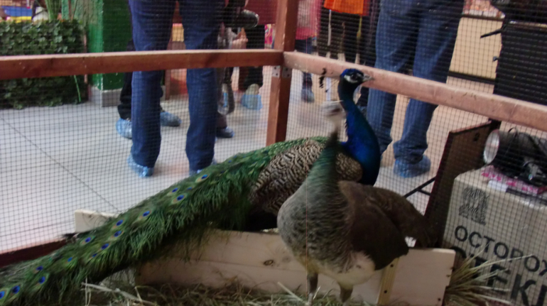 Контактный зоопарк на Тушинской (2г 5 мес)