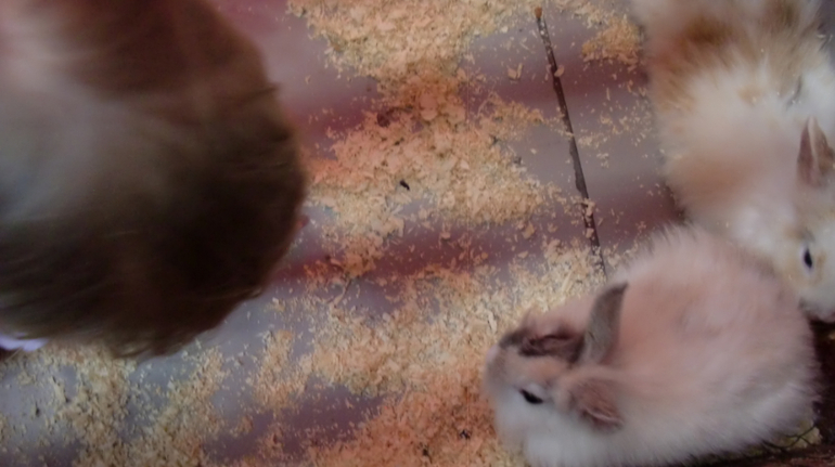 Контактный зоопарк на Тушинской (2г 5 мес)