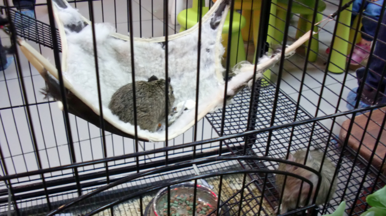 Контактный зоопарк на Тушинской (2г 5 мес)