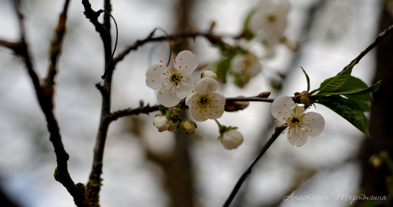 Контрольное задание № 28. Меняем цвет объекта на фотографии с помощью кривых