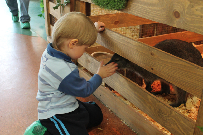 Контактный зоопарк