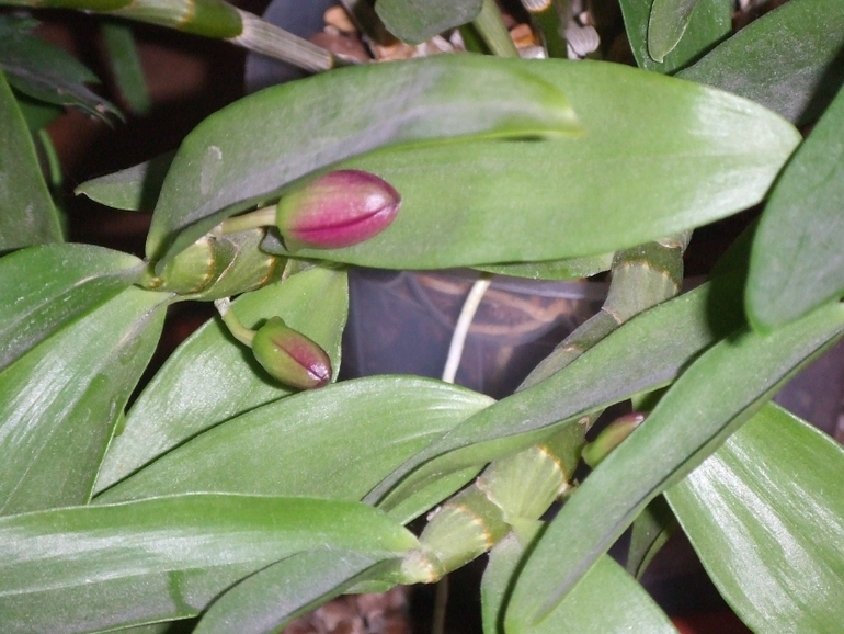 Мои любимочки