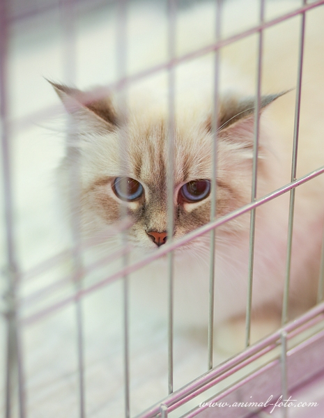 Мой котик и моя кошечка