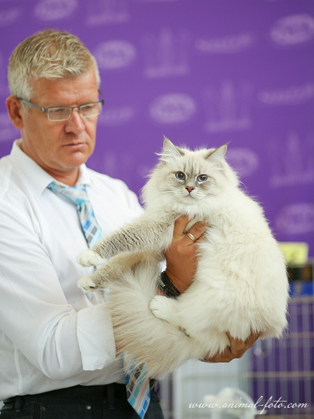 Мой котик и моя кошечка