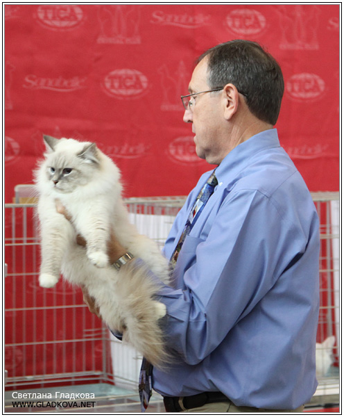 Мой котик и моя кошечка