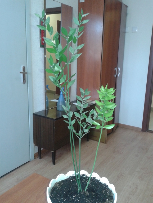 Подскажите пожалуйста название цветочка