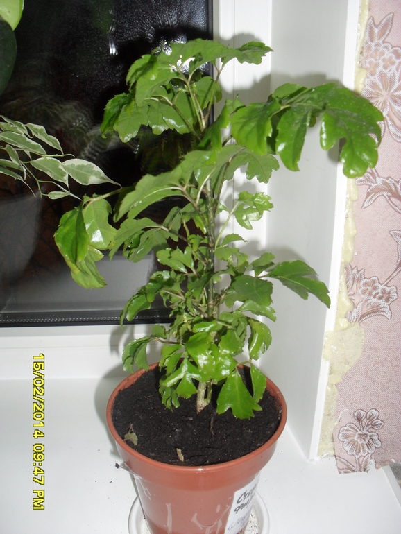 Помогите опознать.