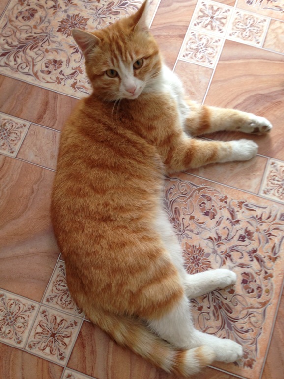 Мой тигр сегодня поймал ...МЫЫЫЫЫЫШ!!!