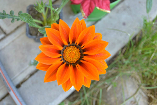 Я опять с цветами.