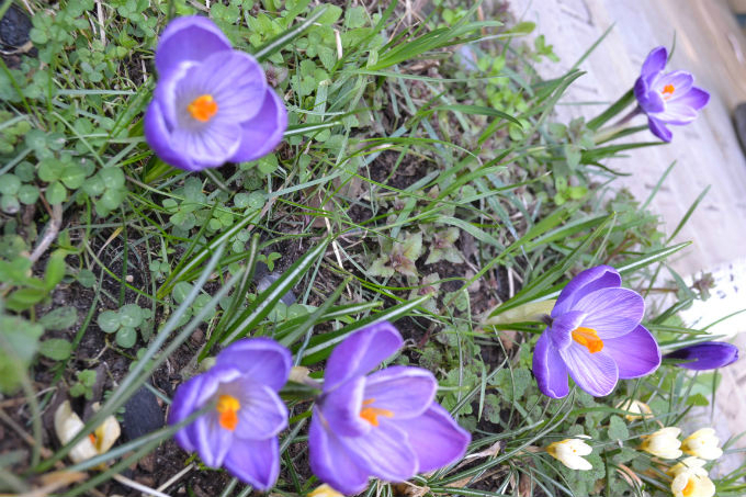 А я опять с крокусами :)