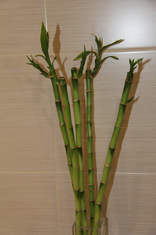 Что делать с бамбуком?