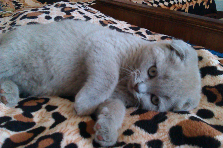 Знакомтесь,Масяня!