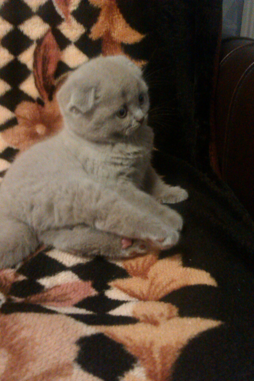 Знакомтесь,Масяня!