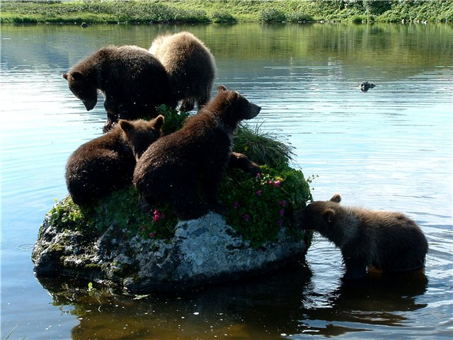 Это странное место Камчатка...