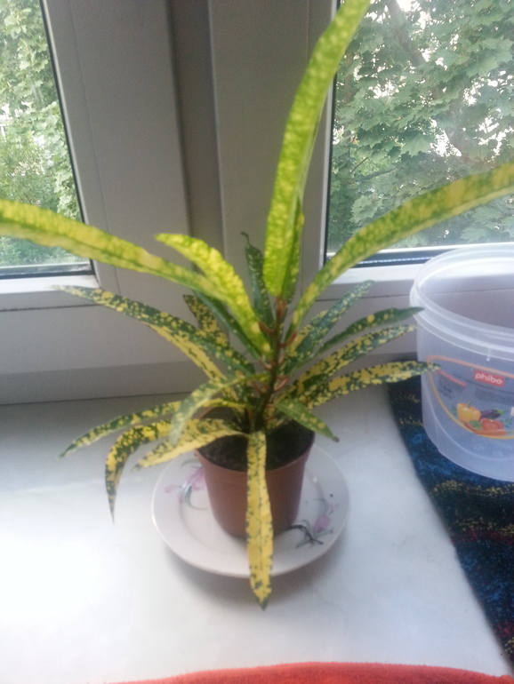 помогите опознать цветик)