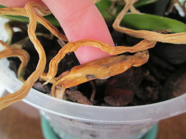 Нужно обрезать или обойдется?