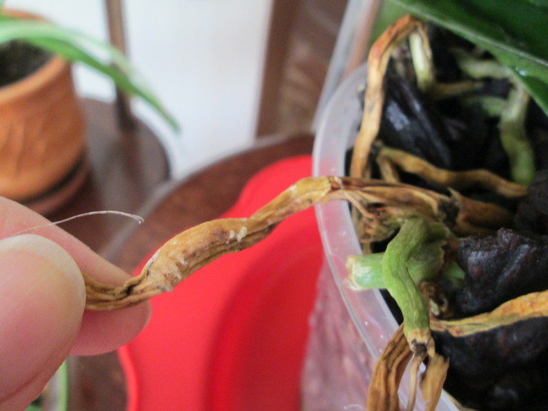 Нужно обрезать или обойдется?