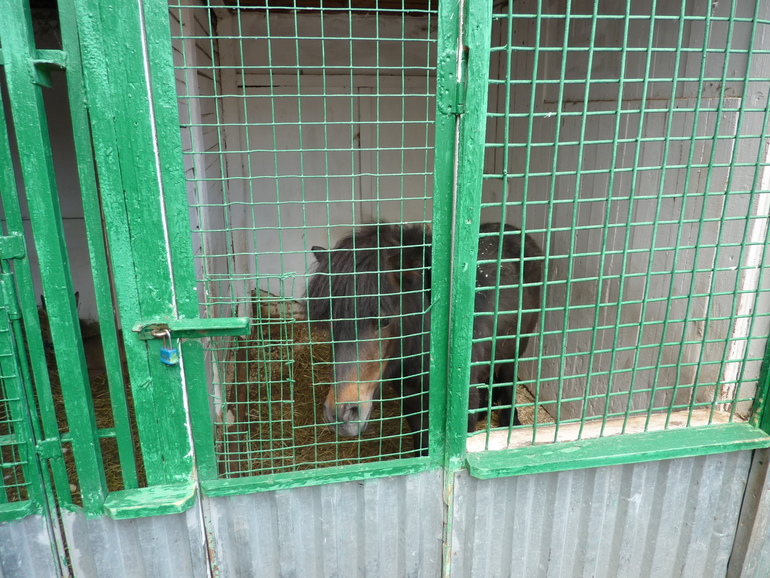 Зверинец на ВЫхино.