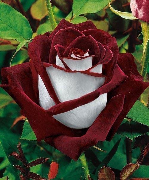 Хочуууу! Сказочная Osiria Rose