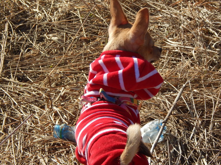 Всем привет!! Хочу показать вам нашу Боньку))