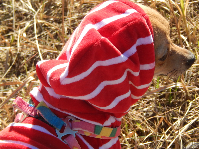 Всем привет!! Хочу показать вам нашу Боньку))