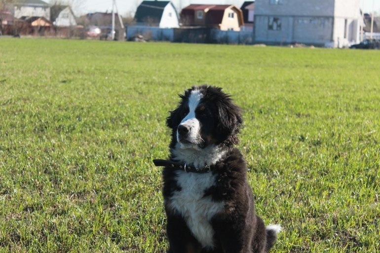 Ричард на прогулке в полях)))