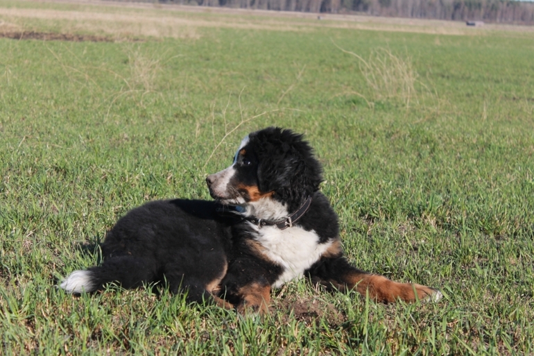 Ричард на прогулке в полях)))