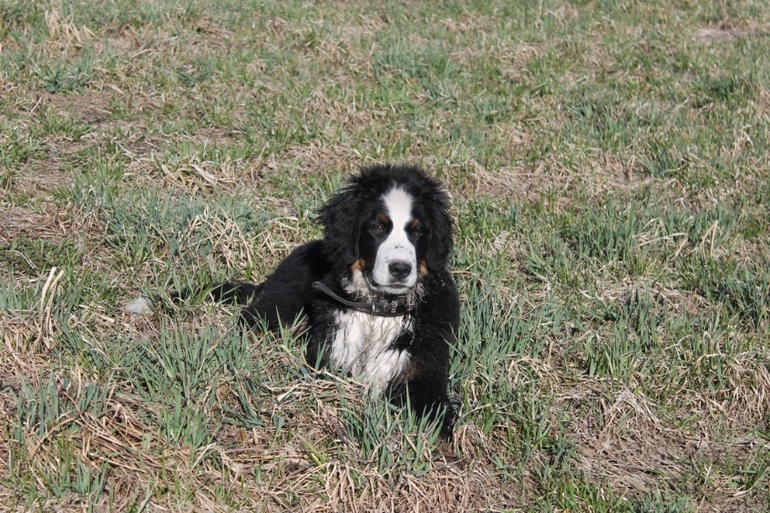 Ричард на прогулке в полях)))