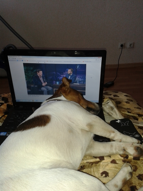 Мой любимый джек рассел терьер по кличке Жулик