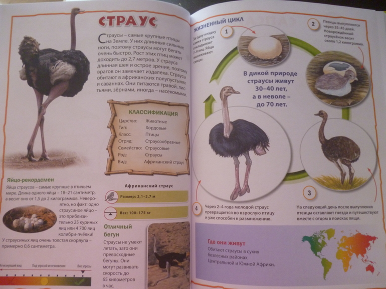 Энциклопедии про животных