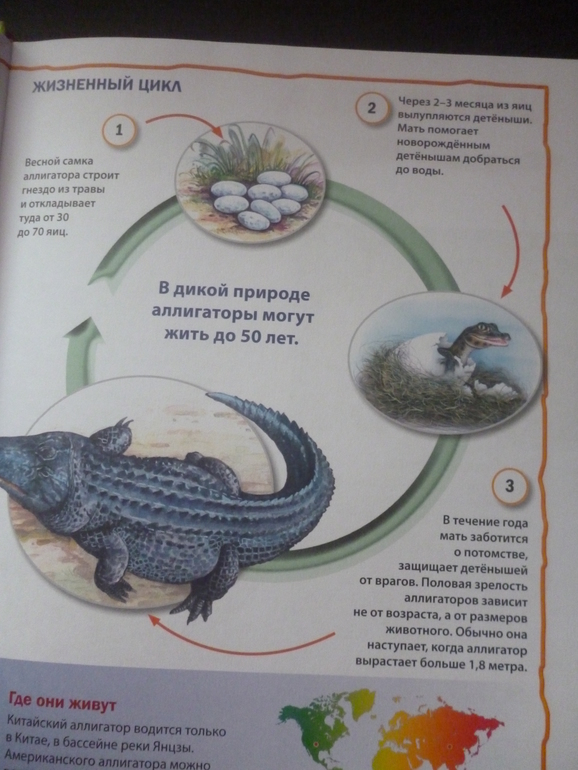 Энциклопедии про животных