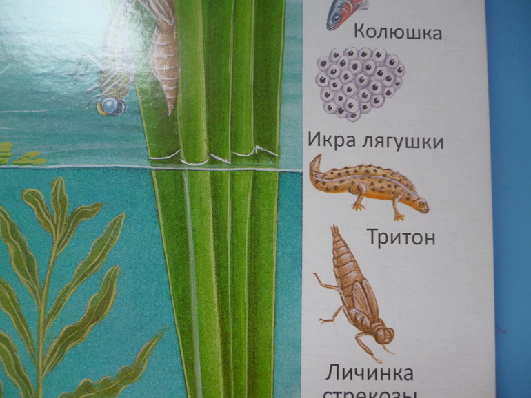 Первые книги малыша. Учим новые слова (бюджетные гляделки, много фото)