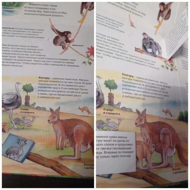 Энциклопедии про животных