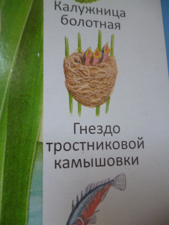 Первые книги малыша. Учим новые слова (бюджетные гляделки, много фото)