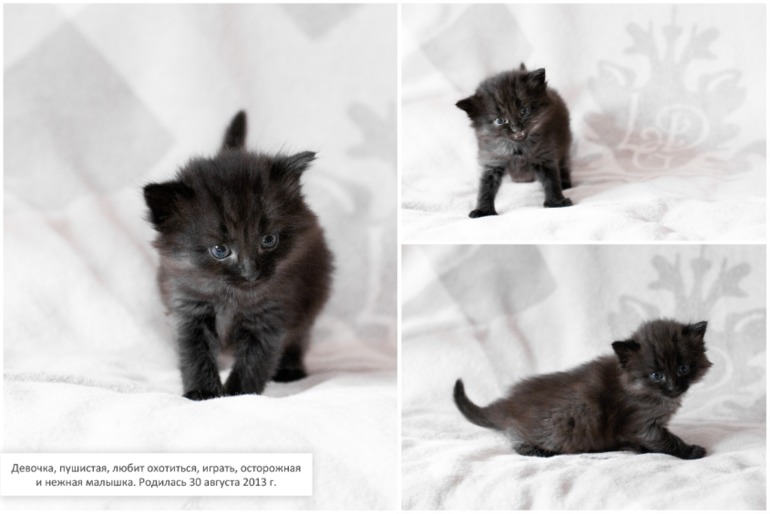 Наши котята. Предложение ограничено :)