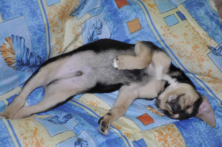 Подскажите, пожалуйста, как в такой ситуации воспитывать щенка?