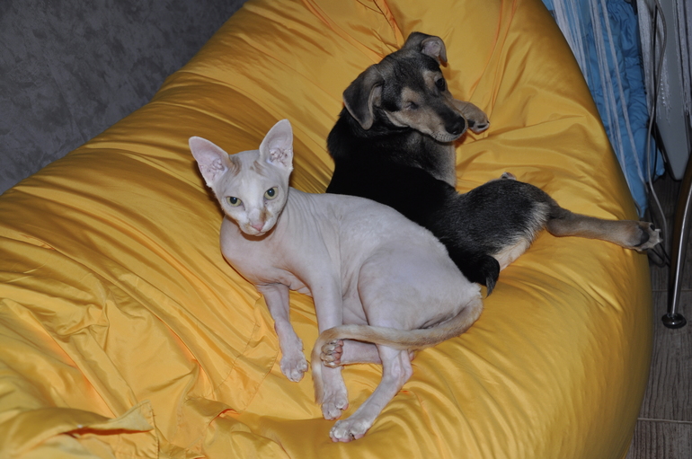 Подскажите, пожалуйста, как в такой ситуации воспитывать щенка?