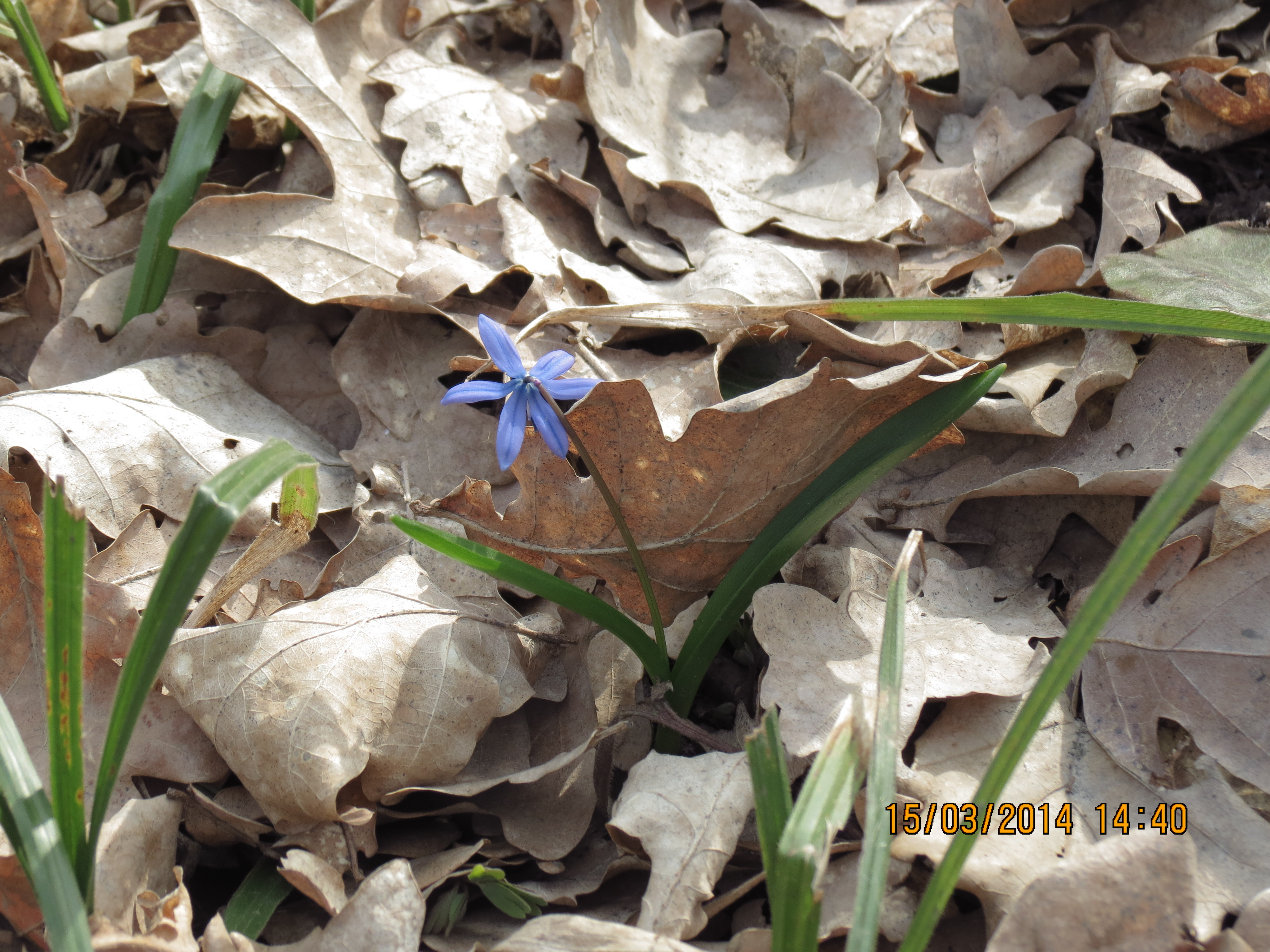 Наша совошапка.